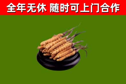 岑巩县烟酒回收冬虫夏草.jpg